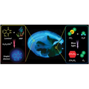 БИОЛЮМИНЕСЦЕНЦИЯ ДАЕТ НОВЫЕ СИЛЫ ФОТОСИНТЕЗУ