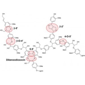 УЧЕНЫЕ ВСЕ БЛИЖЕ К РАЗГАДКЕ СТРУКТУРЫ ЛИГНИНА