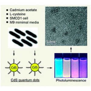 БИОЛОГИЧЕСКОЕ ПОЛУЧЕНИЕ КАДМИЙСУЛЬФИДНЫХ КВАНТОВЫХ ТОЧЕК