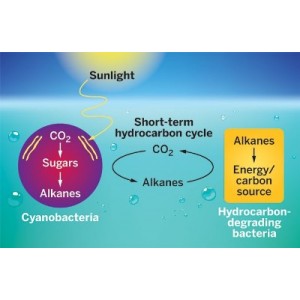 ЦИАНОБАКТЕРИИ ПОДКАРМЛИВАЮТ НЕФТЕПЕРЕРАБАТЫВАЮЩИЕ ОРГАНИЗМЫ